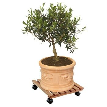 Soporte con ruedas para plantas Nature Aliso - Ancho: 35 cm - Carga máx.: 100 kg