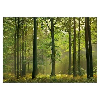 Fotomural Autumn Forest An x Al: 366 x 254 cm - Papel