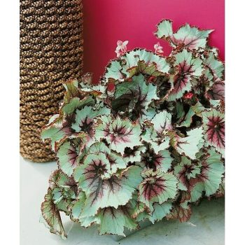 Begonia Begonia rex - Tamaño de maceta: 12 cm|Mínimo 10 unidades