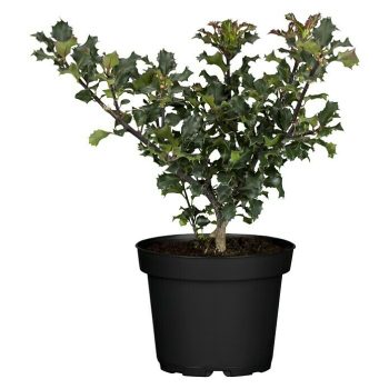 Piardino Acebo Ilex meserveae 'Blue Princess' - Blanco|Mínimo 10 unidades