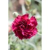 Piardino Clavel Dianthus caryophyllus - Tamaño de maceta: 11 cm - En función de la variedad - Mínimo 20 unidades