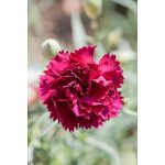 Piardino Clavel Dianthus caryophyllus - Tamaño de maceta: 11 cm - En función de la variedad - Mínimo 20 unidades