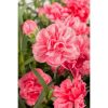 Piardino Clavel Dianthus caryophyllus - Tamaño de maceta: 11 cm - En función de la variedad - Mínimo 20 unidades