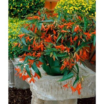 Piardino Begonia Begonia boliviensis - Tamaño de maceta: 20 cm - En función de la variedad|Mínimo 10 unidades