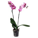 Piardino Orquídea mariposa Phalaenopsis Hybride - Tamaño de maceta: 12 cm - Dependiendo de la variedad - Número de brotes: 2 ud. - En posición vertical