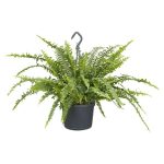 Piardino Helecho Nephrolepis 'Boston Ampel' - Tamaño de maceta: 25 cm