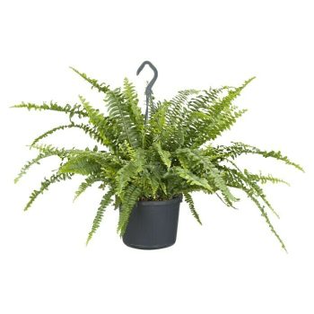 Piardino Helecho Nephrolepis 'Boston Ampel' - Tamaño de maceta: 25 cm