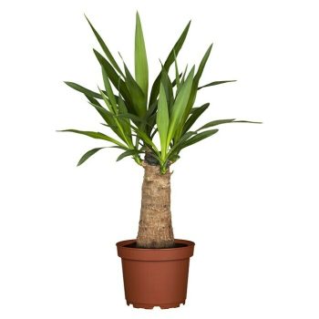 Piardino Yuca pie de elefante Yucca elephantipes - Tamaño de maceta: 19 cm