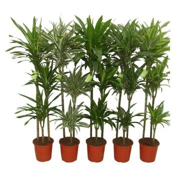 Piardino Drácena marginata Drácena - Tamaño de maceta: 10 cm - Verde