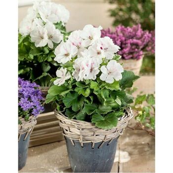 Piardino Geranio de pensamiento Pelargonium grandiflorum - Tamaño de maceta: 12 cm - Mínimo 20 unidades