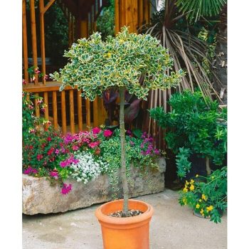 Piardino Acebo Ilex aquifolium - Tamaño de maceta: 5,5 cm - Rojo - Mínimo 20 unidades