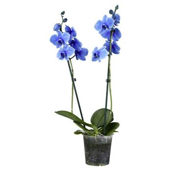 Piardino Orquídea mariposa Phalaenopsis - Tamaño de maceta: 12 cm - En función de la variedad - Número de brotes: 2 ud. - En posición vertical|Mínimo 10 unidades