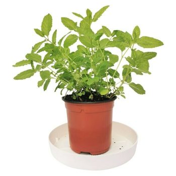 Menta Mentha suaveolens - Tamaño de maceta: 12 cm - Mínimo 20 unidades