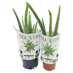 Piardino áloe Aloe vera - Tamaño de maceta: 14 cm|Mínimo 10 unidades