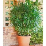 Bambú Phyllostachys aurea - Altura de crecimiento actual: 175 cm