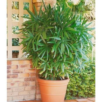 Bambú Phyllostachys aurea - Altura de crecimiento actual: 175 cm