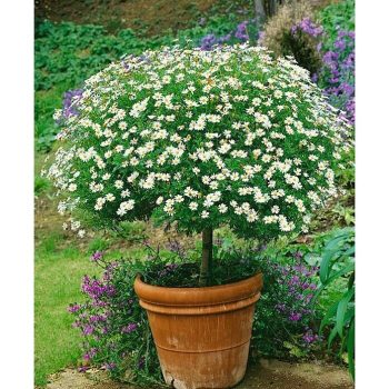 Margarita Argyranthemum frutescens - Tamaño de maceta: 25 cm|Mínimo 10 unidades