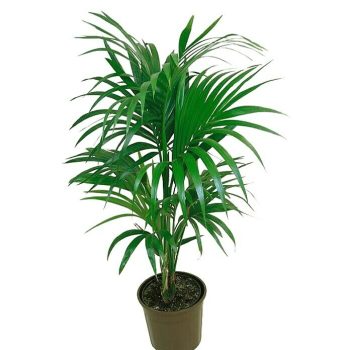 Piardino Howea forsteriana Howeia forsteriana