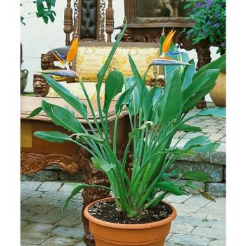 Piardino Strelitzia Strelitzia reginae - Tamaño de maceta: 30 cm