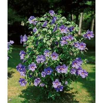 Hibisco Hibiscus syriacus - Tamaño de maceta: 17 cm - En función de la variedad|Mínimo 10 unidades