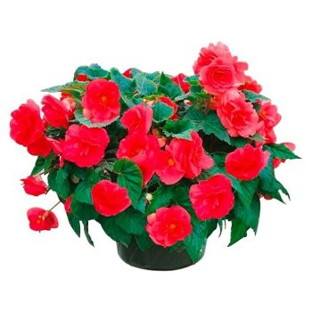 Begonia Begonia Dragon Wing - Tamaño de maceta: 14 cm - En función de la variedad|Mínimo 10 unidades