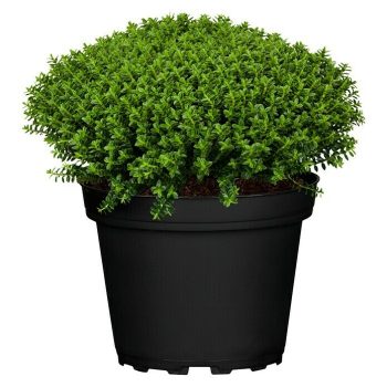 Verónica Hebes - Tamaño de maceta: 10 cm