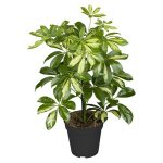 Cheflera Schefflera arboricola 'Golden Capella' - Tamaño de maceta: 17 cm - Amarillo/Verde