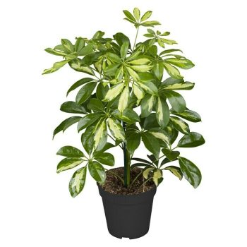 Cheflera Schefflera arboricola 'Golden Capella' - Tamaño de maceta: 17 cm - Amarillo/Verde