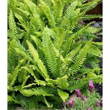 Piardino Helecho fuerte Blechnum Gibbum