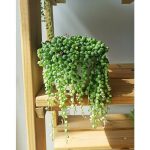 Senecio Senecio 'Venezia' - Tamaño de maceta: 12 cm - Verde|Mínimo 10 unidades