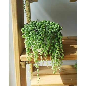 Senecio Senecio 'Venezia' - Tamaño de maceta: 12 cm - Verde|Mínimo 10 unidades