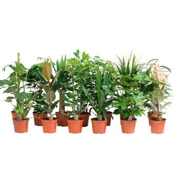 Piardino Set de plantas Diferentes tipos - Tamaño de maceta: 17 cm|Mínimo 10 unidades