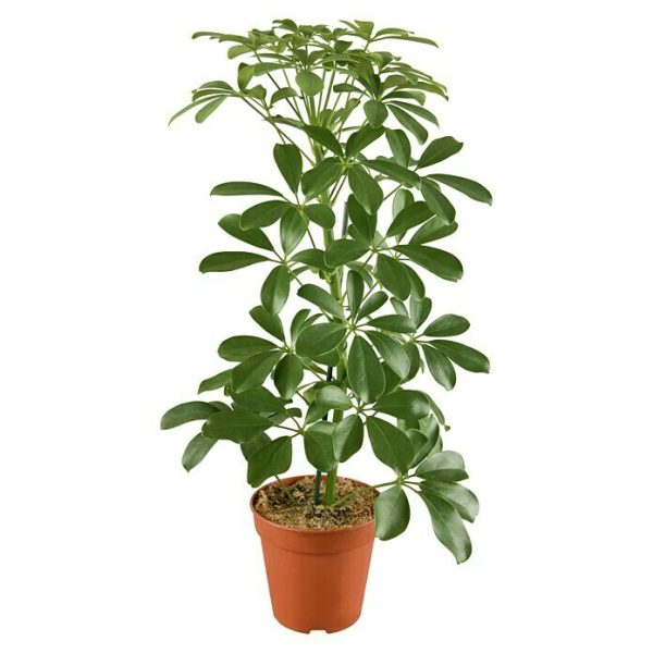 Piardino Set de plantas Diferentes tipos - Tamaño de maceta: 17 cm|Mínimo 10 unidades