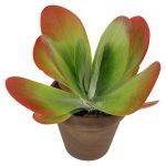 Piardino Rosa del desierto Kalanchoe thyrsiflora - Tamaño de maceta: 12 cm|Mínimo 10 unidades