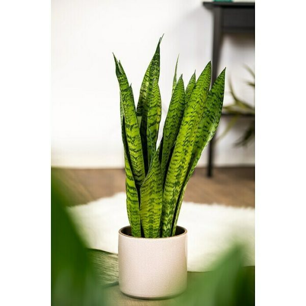 Piardino Sansevieria Sansevieria trifasciata - Tamaño de maceta: 12 cm - Verde/Blanco|Mínimo 10 unidades