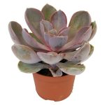 Piardino Rosa de alabastro Echeveria - Tamaño de maceta: 5,5 cm - Según variedad - Mínimo 20 unidades