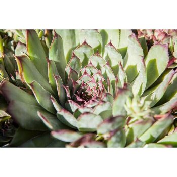 Piardino Suculentas Succulenten - Tamaño de maceta: 8 cm|Mínimo 10 unidades