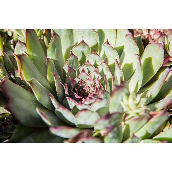 Piardino Suculentas Succulenten - Tamaño de maceta: 8 cm|Mínimo 10 unidades
