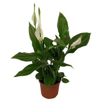 Piardino Spathiphyllum mini Spathiphyllum floribundum - Tamaño de maceta: 7 cm - Blanco - Mínimo 20 unidades