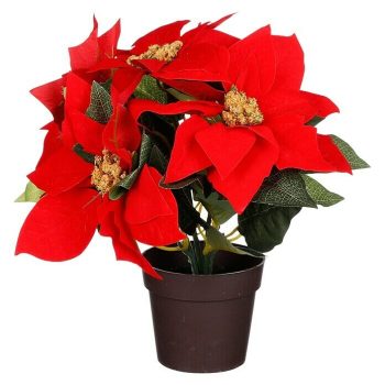 Flor de Pascua Pointsettia x Al: 25 x 30 cm - Rojo