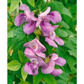 Judías Phaseolus vulgaris - 10 cm - Mínimo 20 unidades