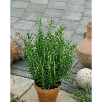 Cable paralelo audio 2 x 0,75 mm rojo-negro 200 m - Mínimo 50 unidades - Mínimo 20 unidades