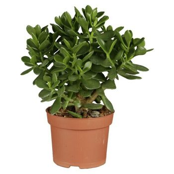 árbol de jade Crassula - Tamaño de maceta: 12 cm - Verde - Mínimo 20 unidades